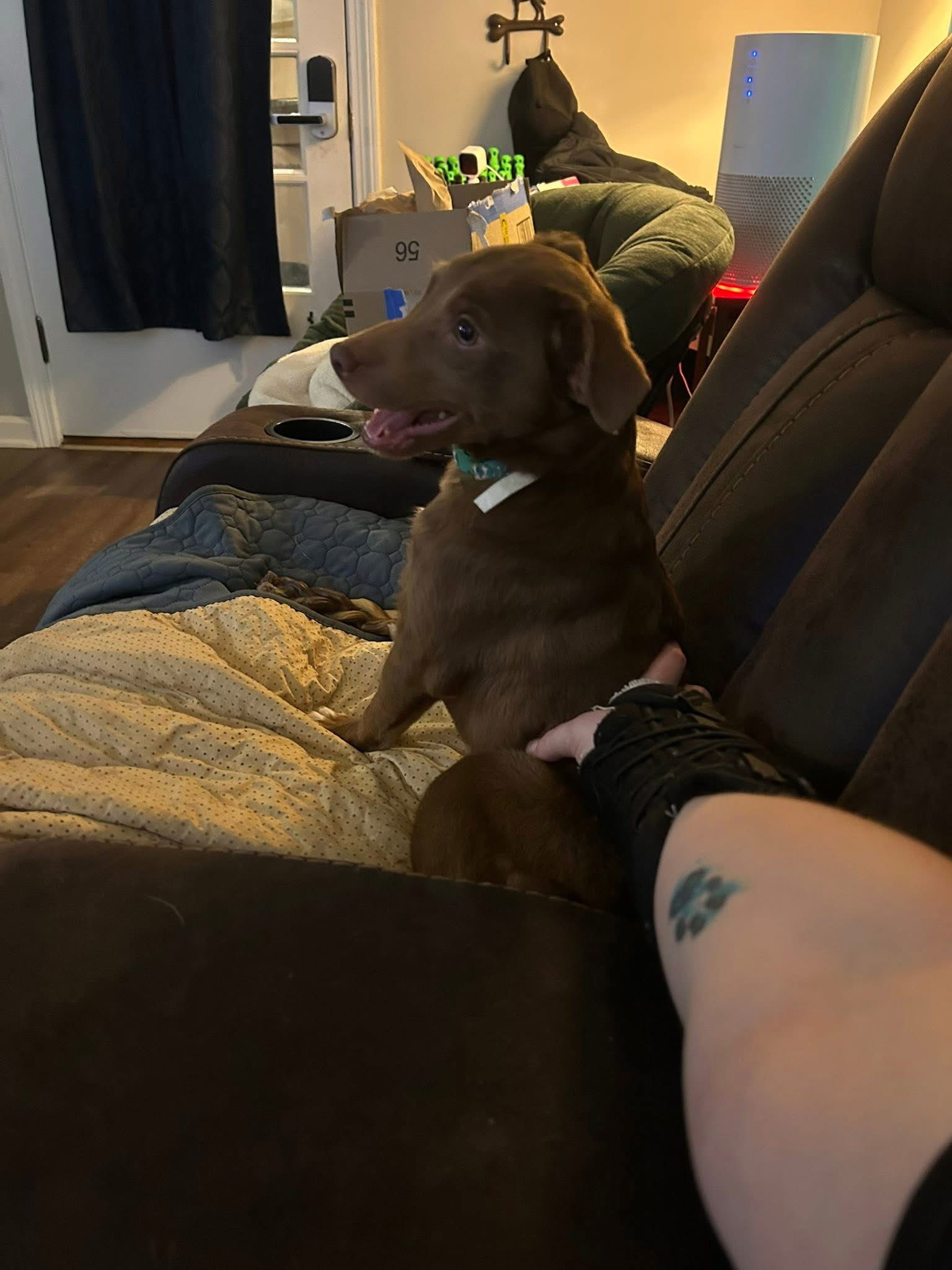 Puppy Scotty