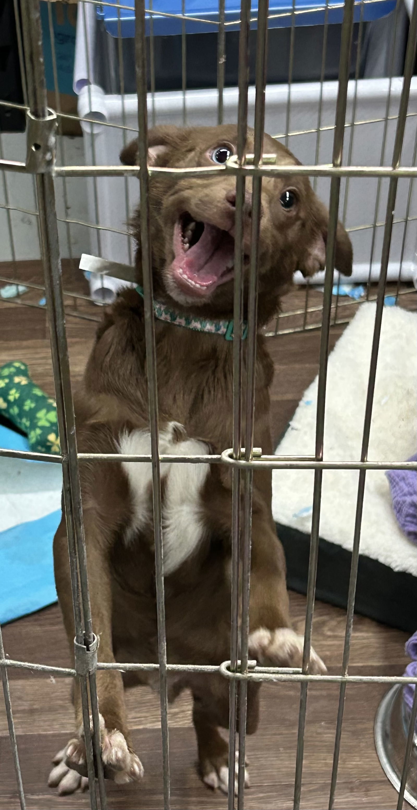 Puppy Scotty