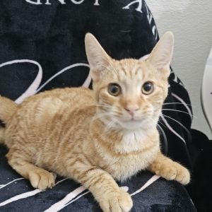 Meet Snoop Dogg the chillest orange tabby youll ever meet This laid-back dude