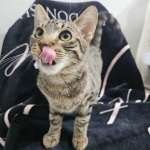Meet Biggie a big-hearted brown tabby with a larger-than-life personality This