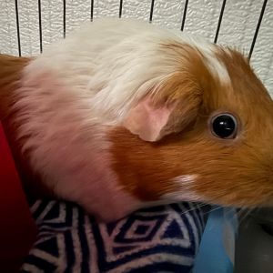 Almond Joy Guinea Pig Small & Furry