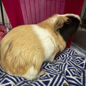 Vanilla Bean Guinea Pig Small & Furry