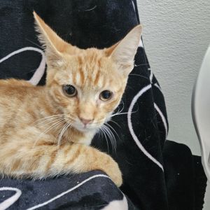 Introducing Tupac a soulful orange tabby with a heart full of love and a seriou