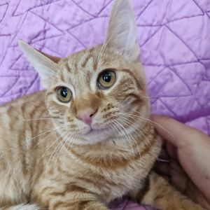 Introducing Tupac a soulful orange tabby with a heart full of love and a seriou