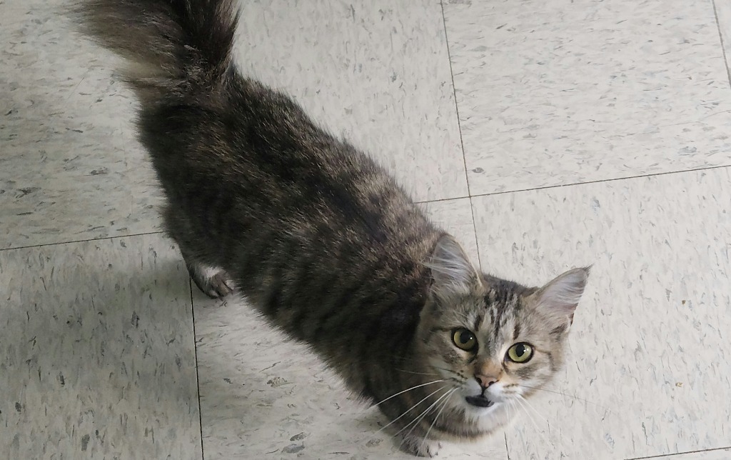 Ulysses - Adoptable Awaiting S/N