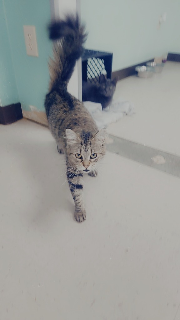 Ulysses - Adoptable Awaiting S/N