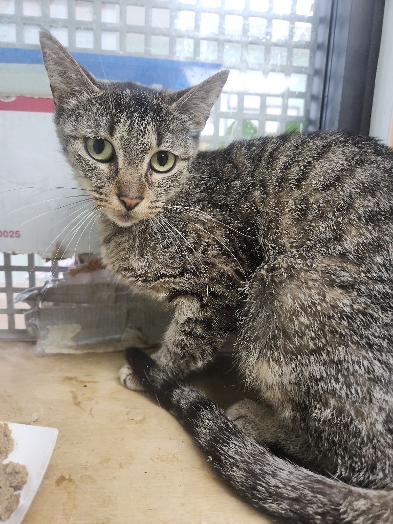 Flamingo- Adoptable Awaiting S/N