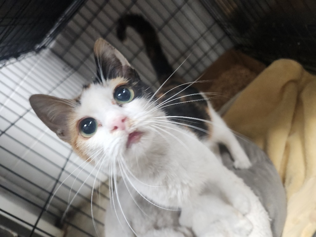 Kimi- Adoptable Awaiting S/N