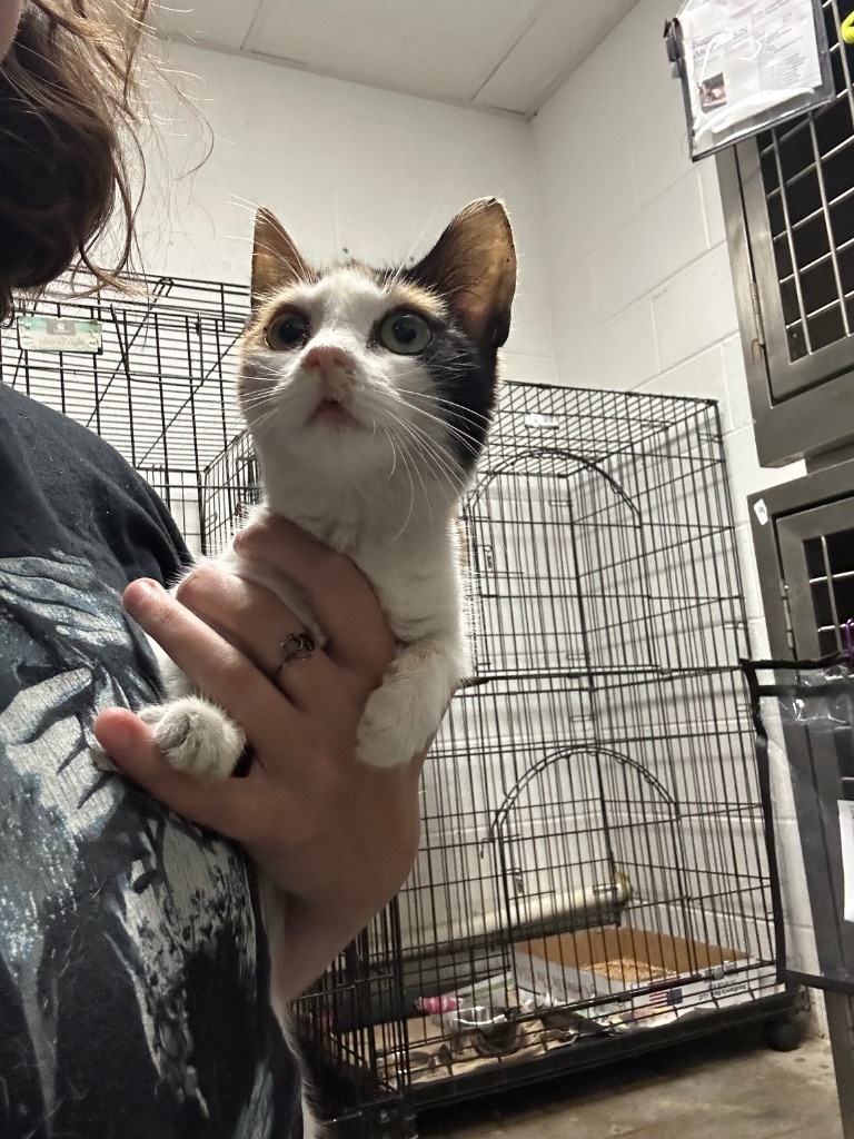 Kimi- Adoptable Awaiting S/N