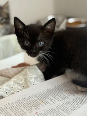 Dapper Dan, Baby Male Domestic Short Hair