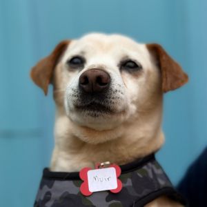 Here is your opportunity to meet a true star Allow us please to introduce you to magnificent Muir 