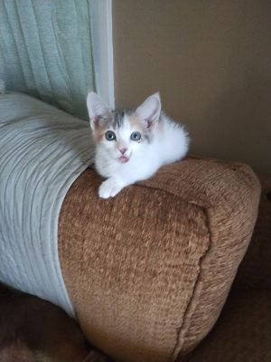 Rascal, Baby Female Domestic Short Hair