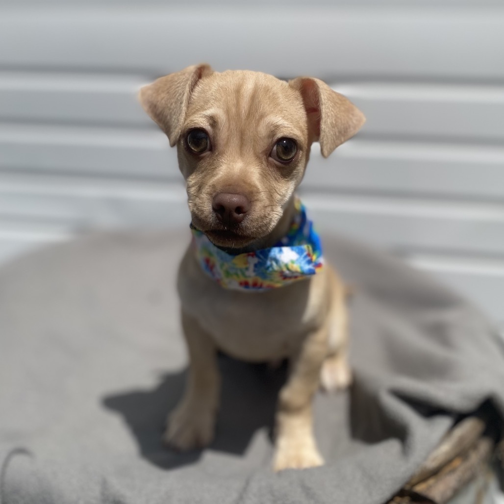 Wilbur