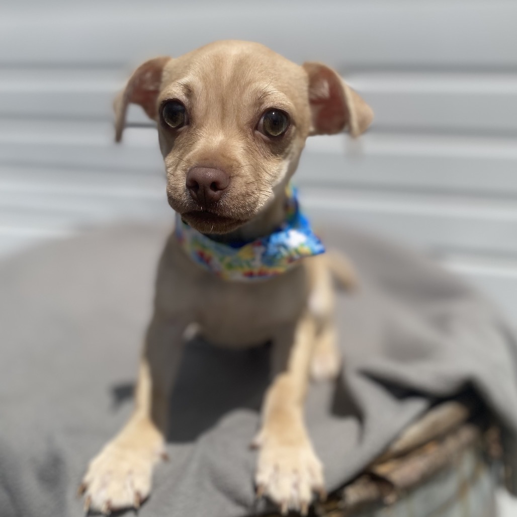 Wilbur