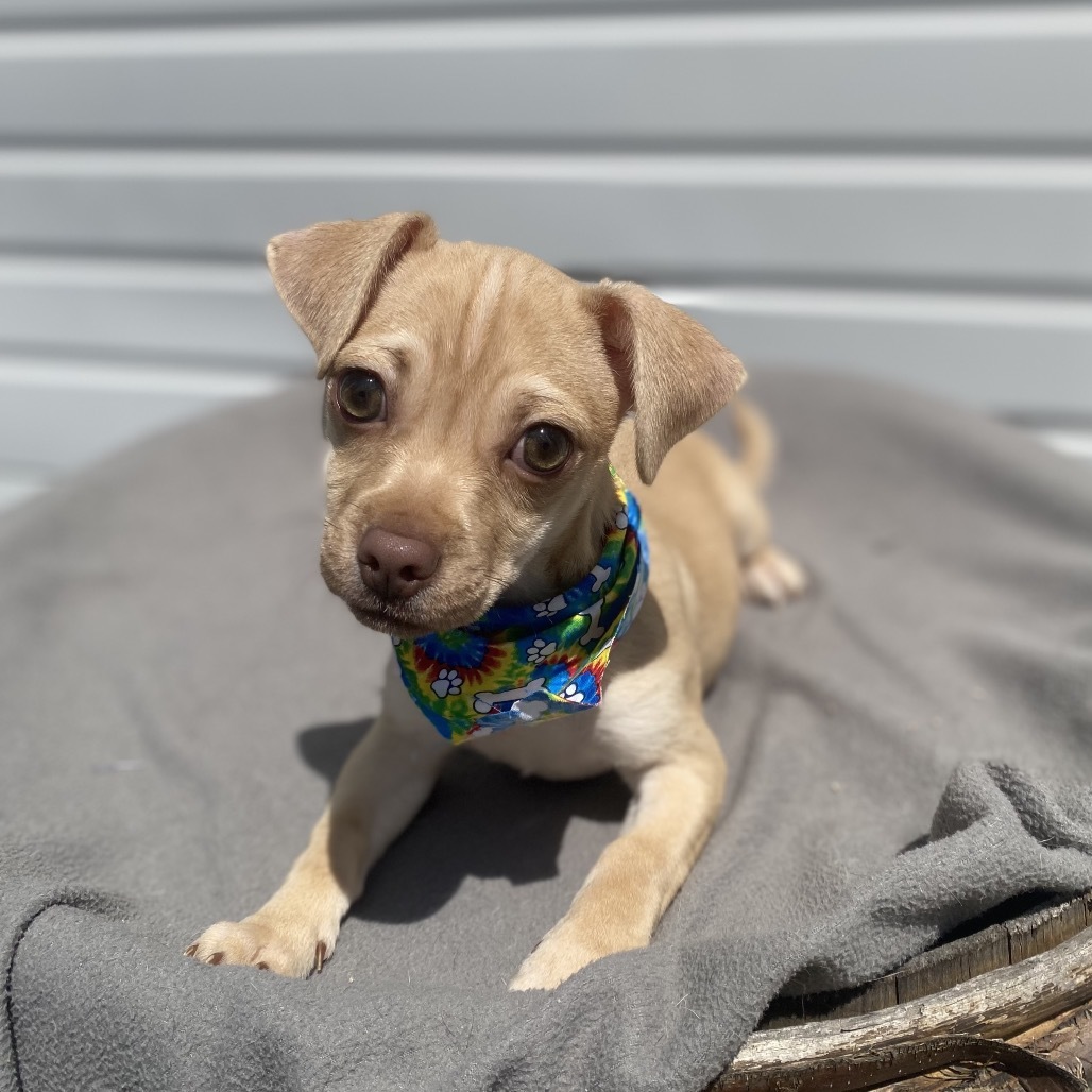 Wilbur