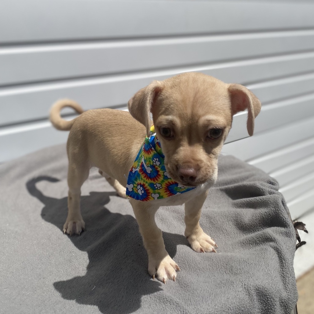 Wilbur