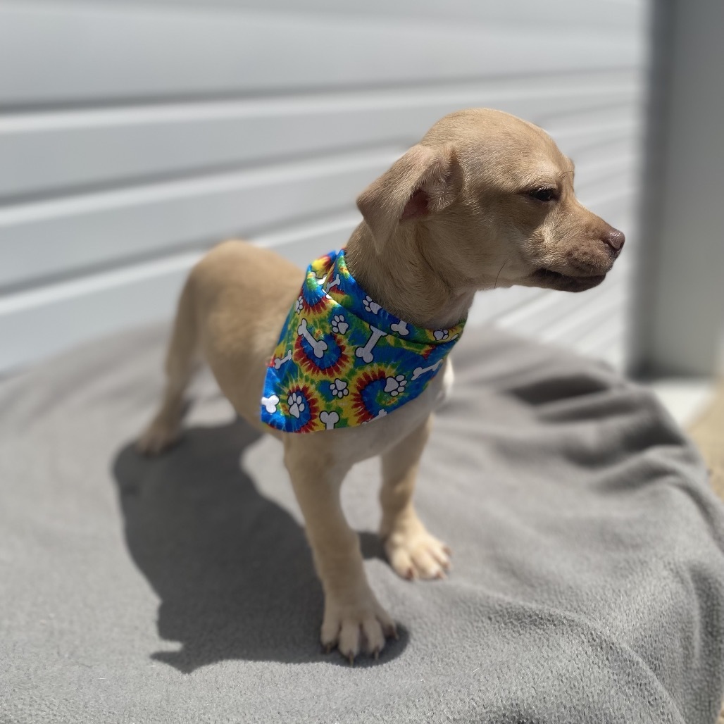 Wilbur