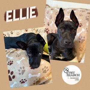 Ellie, Young Female Miniature Pinscher