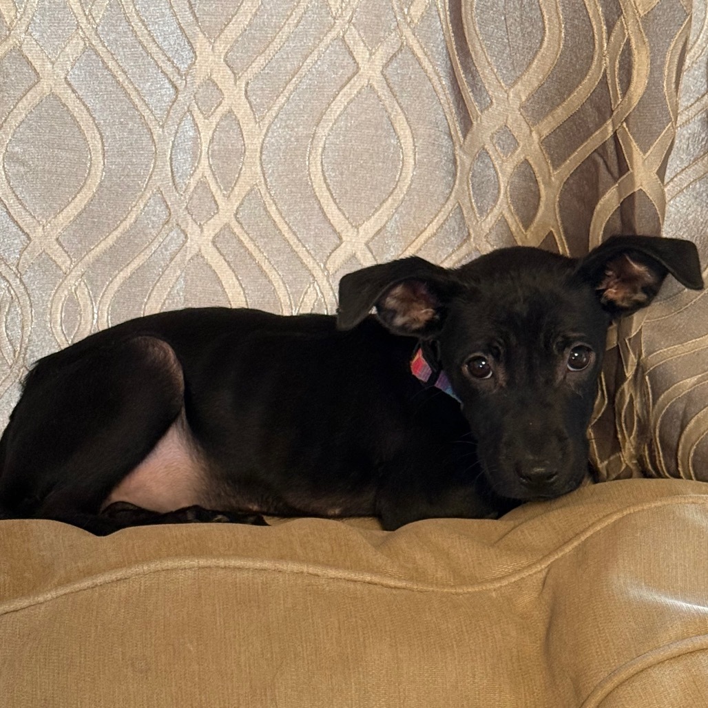Ellie