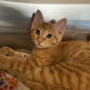 If youre looking for a playful loving and endlessly entertaining companion a kitten is always re