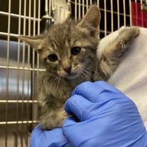 Wood Chip Domestic Short Hair Cat