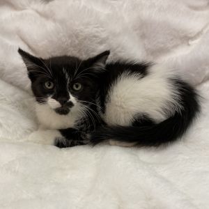 Lord's Chips Domestic Short Hair Cat