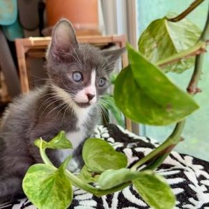 Sideburns Domestic Short Hair Cat