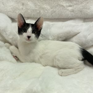 Meet Doodle Snail This playful and confident boy loves to put his extra thumbs 