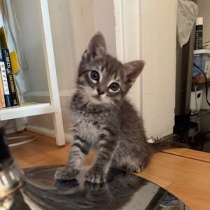 Cosmo Domestic Short Hair Cat