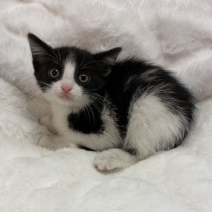 Anaconda Squeeze Domestic Short Hair Cat