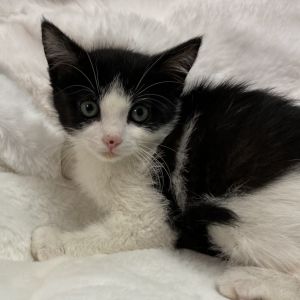 Eagle Powers Domestic Short Hair Cat