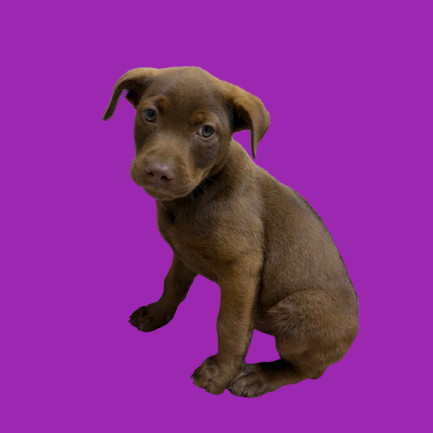 TUSC-Stray-80856_2