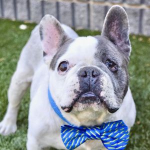 Meet Brando a 35 pound easy going guy Hes a frenchie mix entering his golden years and looking f