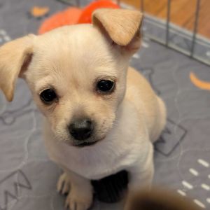 Norah is ready to find his forever home While his personality is still blossoming his foster descr
