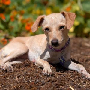 Looking for a dog-friendly pocket size companion to add to your life Look no further these little