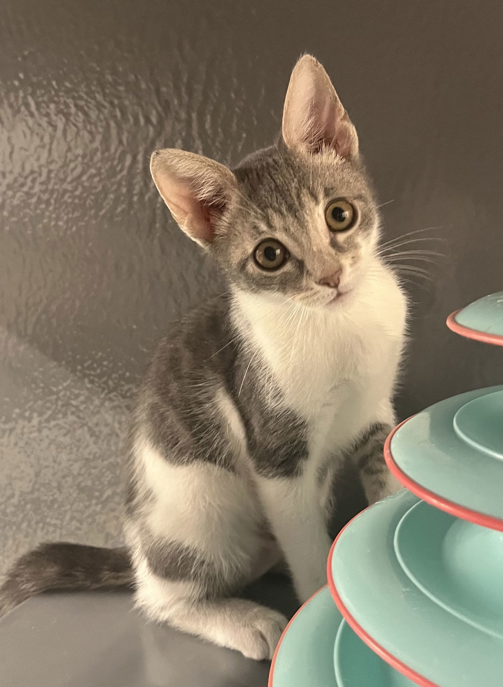 Yuki *