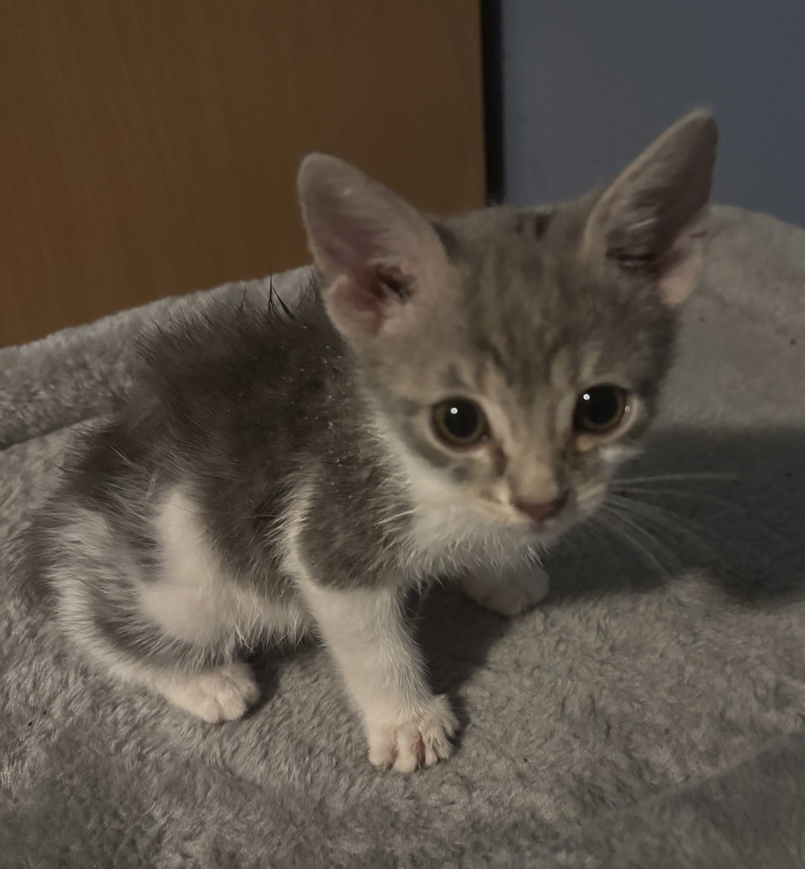 Yuki *