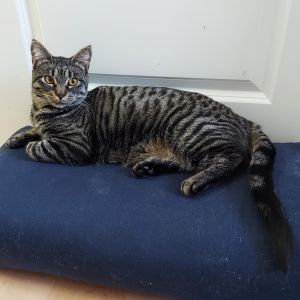Ruckus Domestic Short Hair Cat