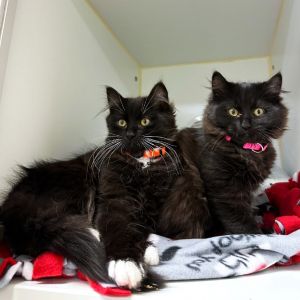 Kronk Domestic Medium Hair Cat