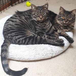 Mayhem Domestic Medium Hair Cat