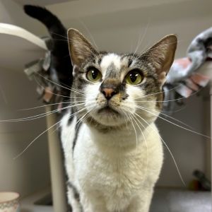 Tiramisu Domestic Short Hair Cat