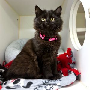 Yzma and Kronk are a pair of bonded 3-month-old cuties ready to add a big dose of fun and love