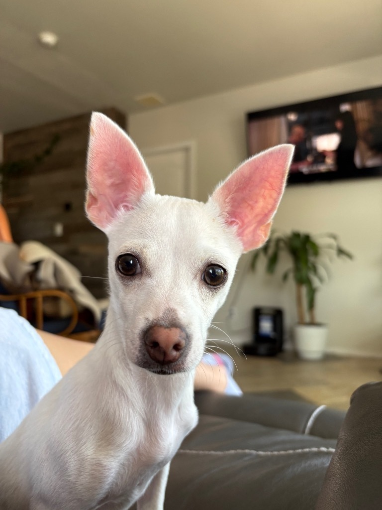 Omelito jr