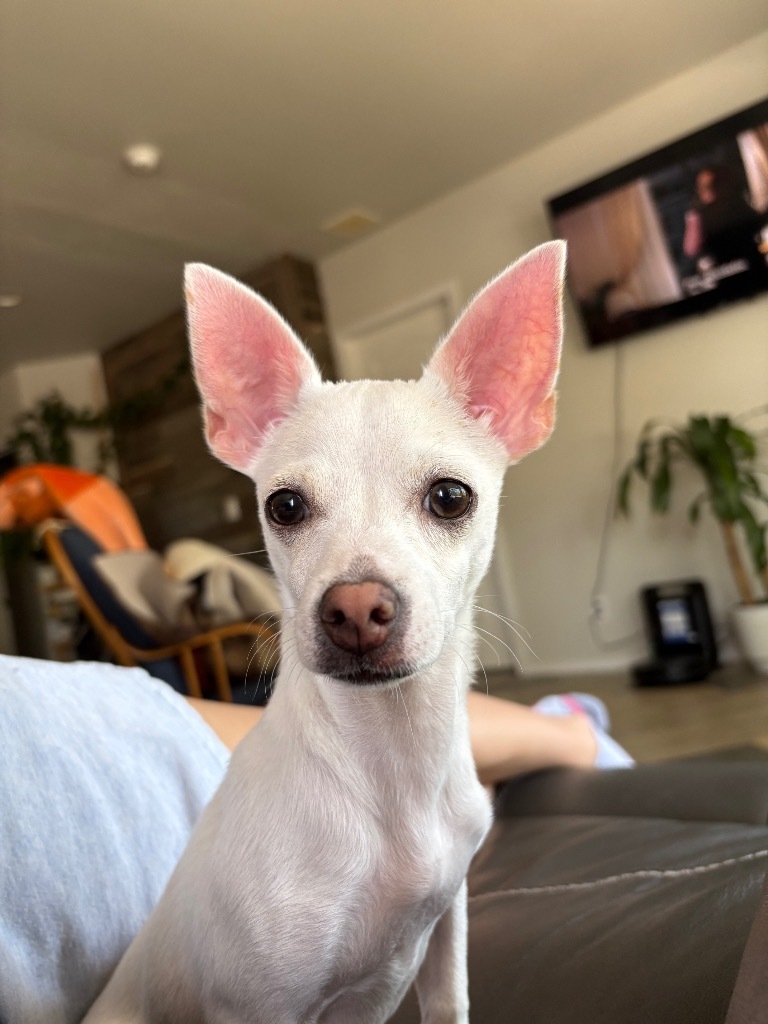 Omelito jr