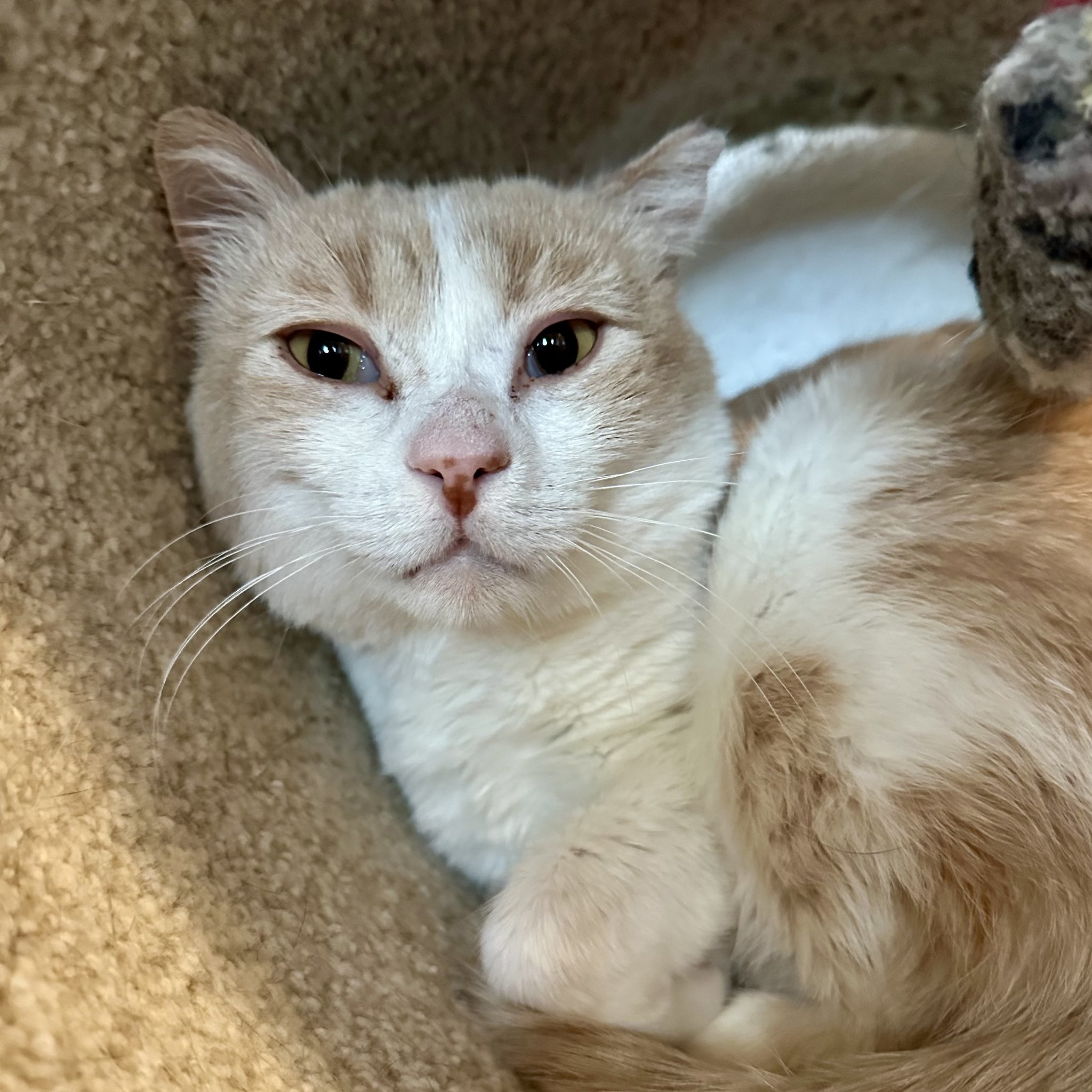 Chonka Truck, an adoptable Domestic Short Hair in Santa Fe, NM, 87501 | Photo Image 1
