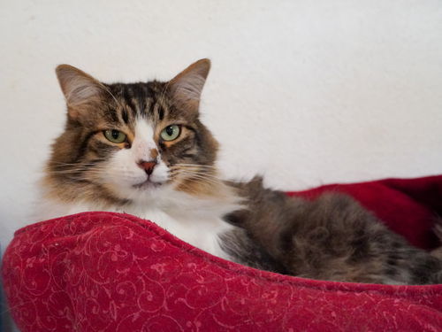 Conejo, an adoptable Domestic Long Hair in Santa Fe, NM, 87501 | Photo Image 1