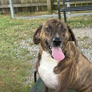 Atomic Tangerine(Palo), Adult Male Mixed Breed