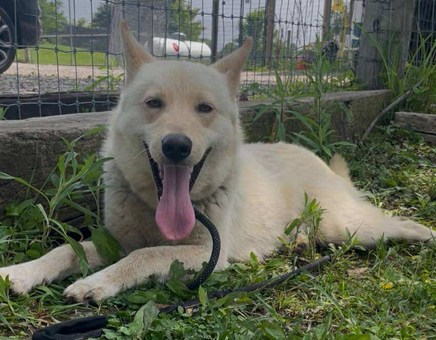 Koda, an adoptable Siberian Husky, Samoyed in Plain City, OH, 43064 | Photo Image 1