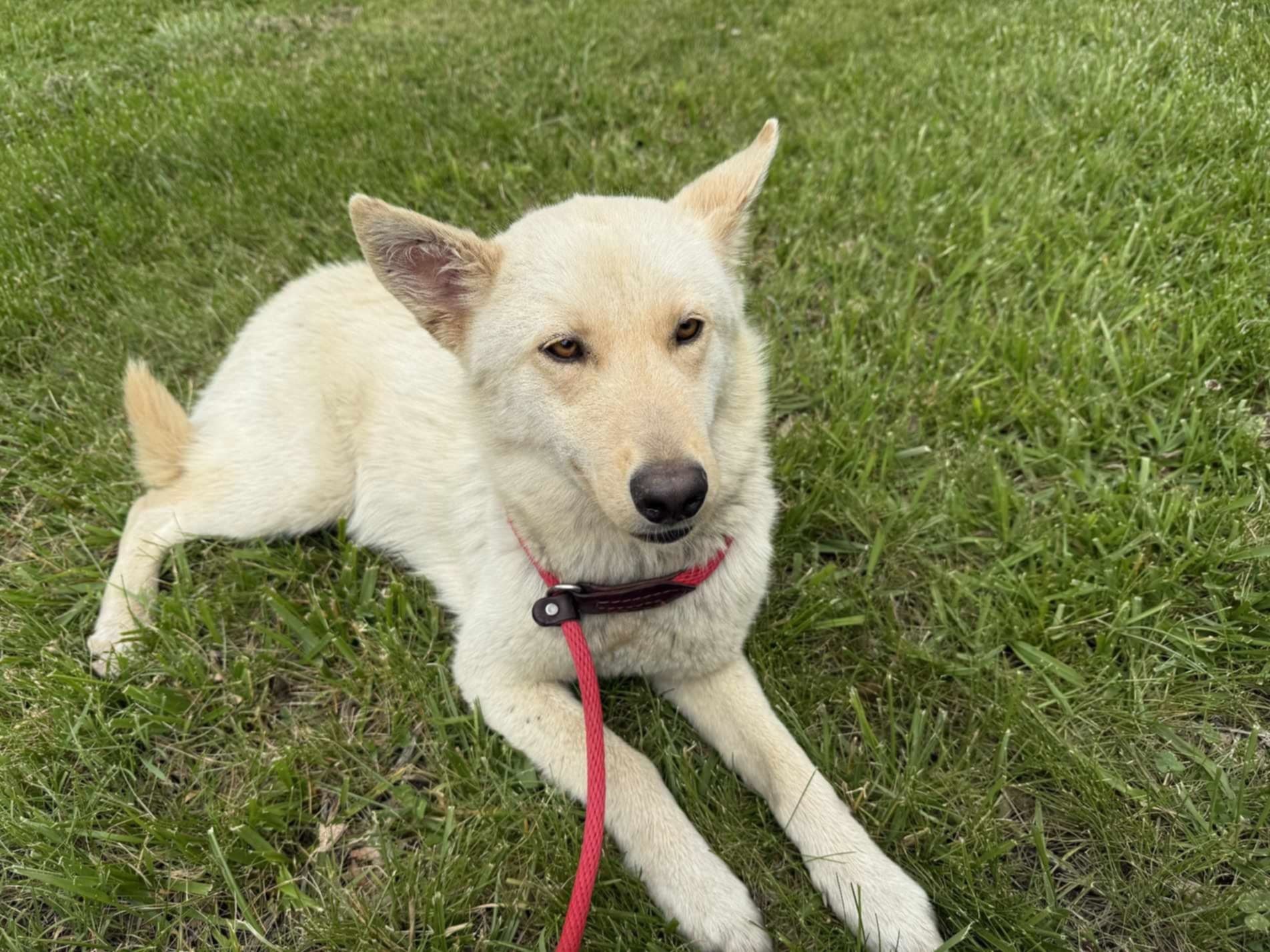 Koda, an adoptable Siberian Husky, Samoyed in Plain City, OH, 43064 | Photo Image 3