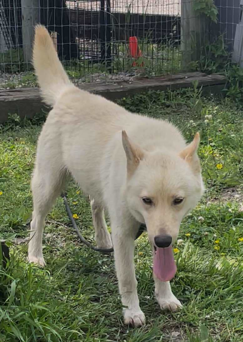Koda, an adoptable Siberian Husky, Samoyed in Plain City, OH, 43064 | Photo Image 4